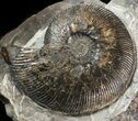 Displayable Craspedodiscus Ammonite - Russia #38828-4